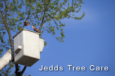 Jedds Tree Care